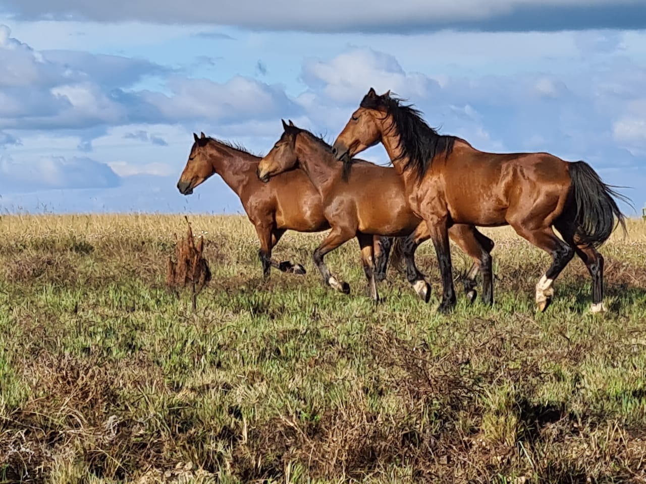 Wild horses trotting across the Kaapsehoop grasslands
