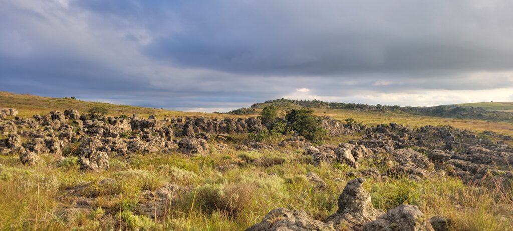 Weathered rock outcrops scattered across the grassland of the Kaapsehoop plateau under a cloudy sky