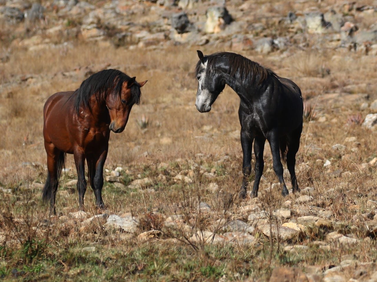 Wild horses trotting across the Kaapsehoop grasslands