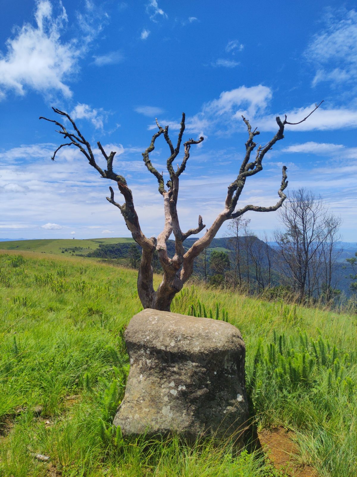 A lone tree on a rock overlooking the De Kaap escarpment at Kaapsehoop