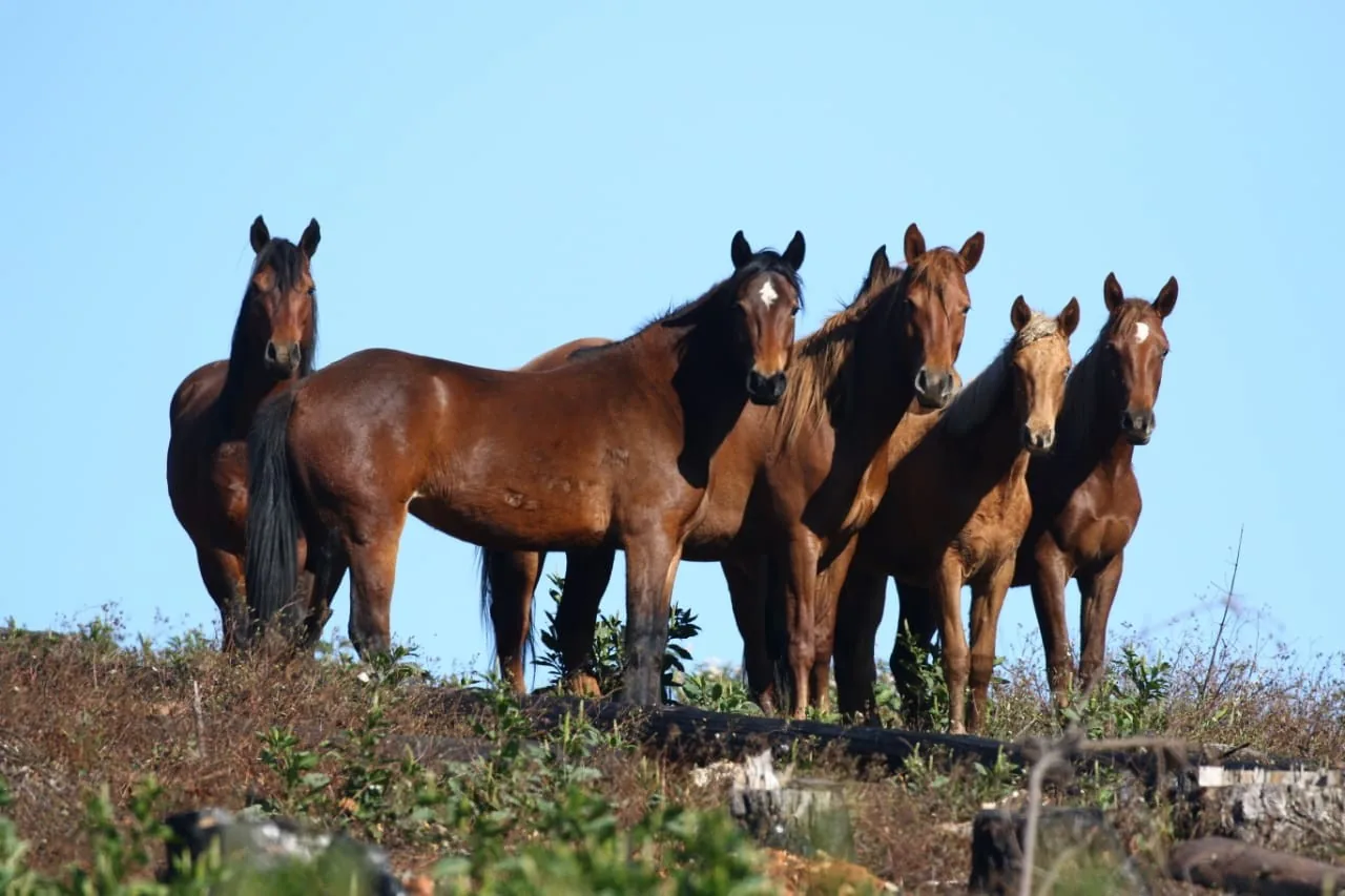 Kaapsehoop wild horses on the escarpment ridge