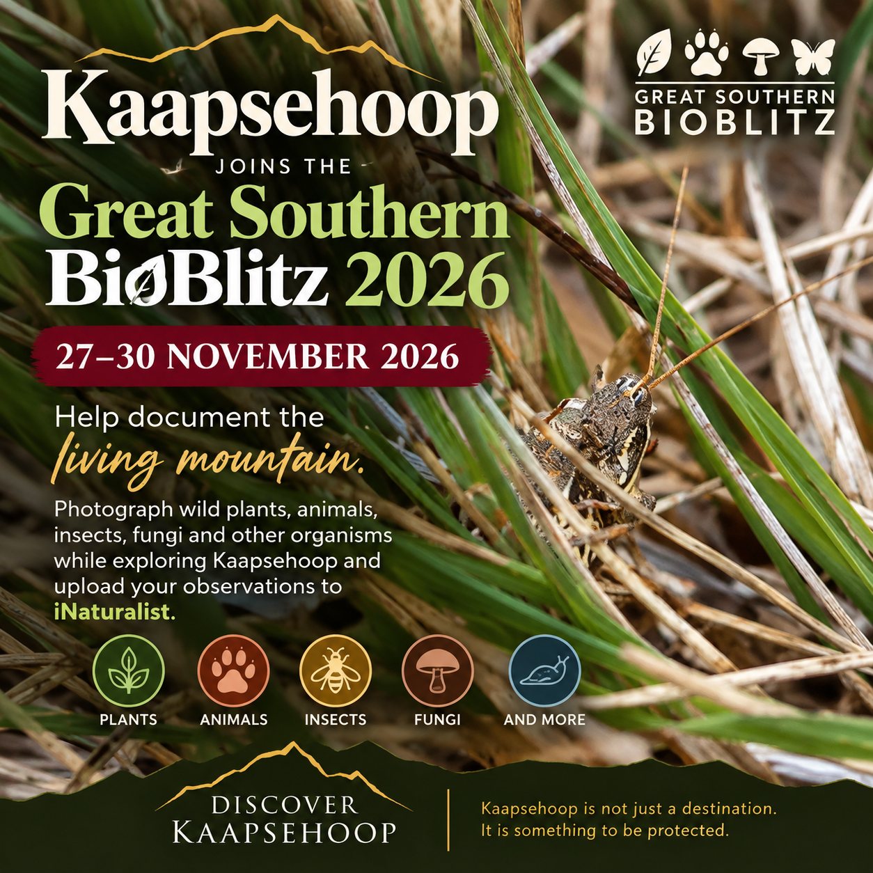 Great Southern BioBlitz 2026 poster for 27–30 November 2026: a grasshopper among grass stems, inviting visitors to photograph plants, animals, insects and fungi around Kaapsehoop for iNaturalist.