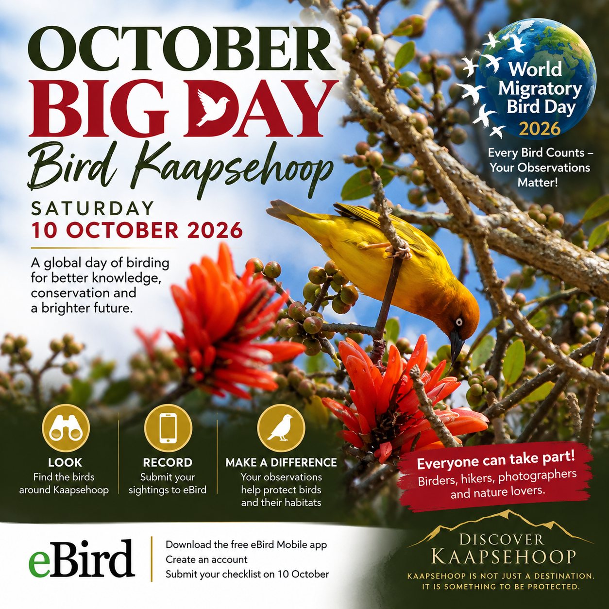 October Big Day poster for Saturday 10 October 2026: a yellow weaver feeding among red coral-tree flowers, with steps to look for birds around Kaapsehoop and submit sightings to eBird.